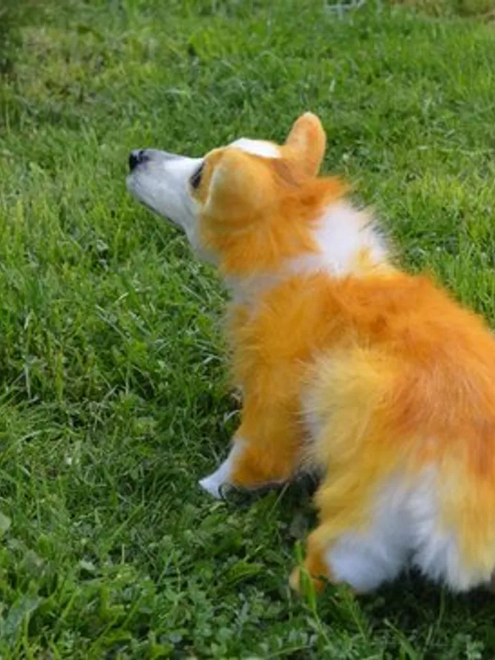 Corgi dog. Stuffed toy dog.