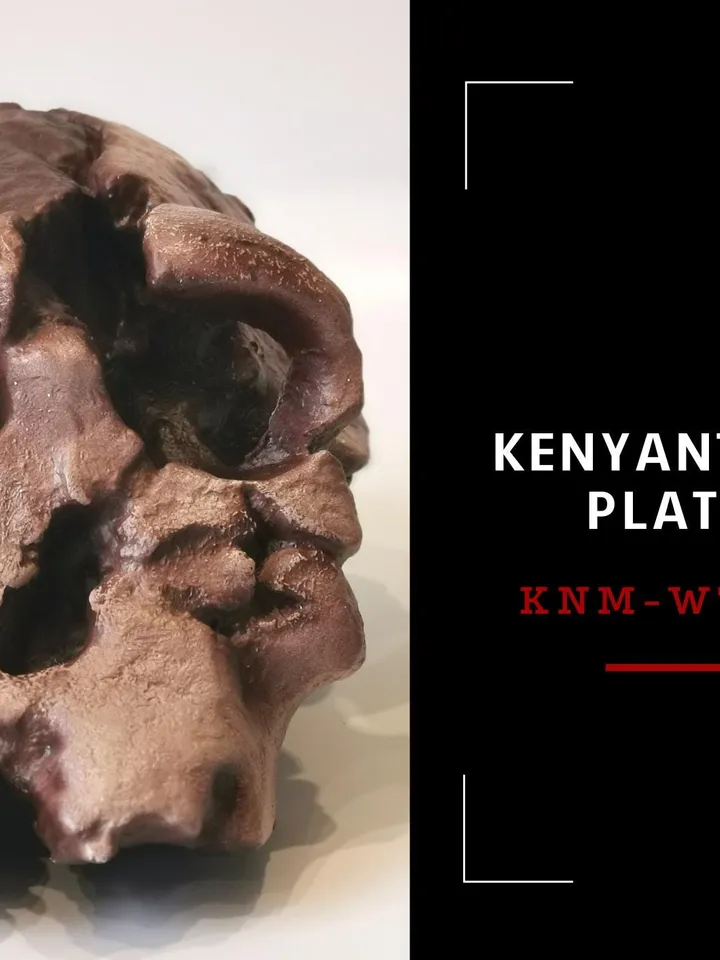 Kenyanthropus Platyops Skull Replica, Prehistoric Fossil Collection, Realistic Hominid Skull, Museum Quality