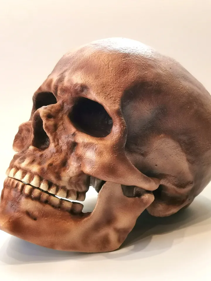Homo Sapiens Cro-Magnon Skull Replica, Prehistoric Fossil Collection, Realistic Hominid Skull, Museum Quality
