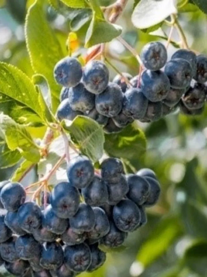 Dried Blackthorn Berries, 1000gr.(35.27oz)