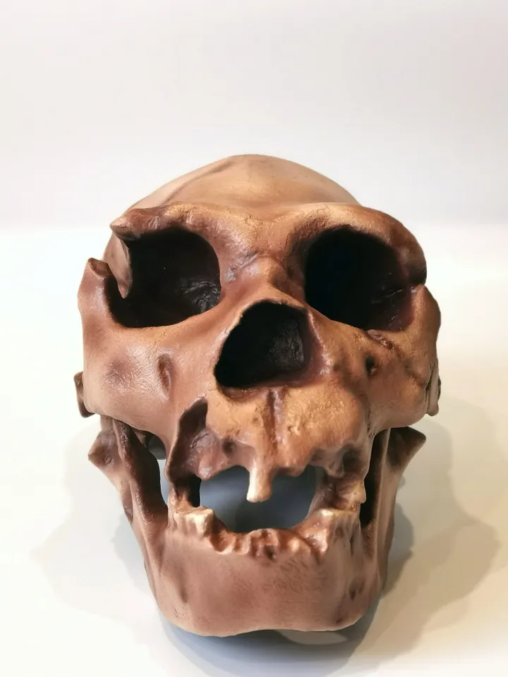 Homo Heidelbergensis Skull Replica, Prehistoric Fossil Collection, Realistic Hominid Skull, Museum Quality