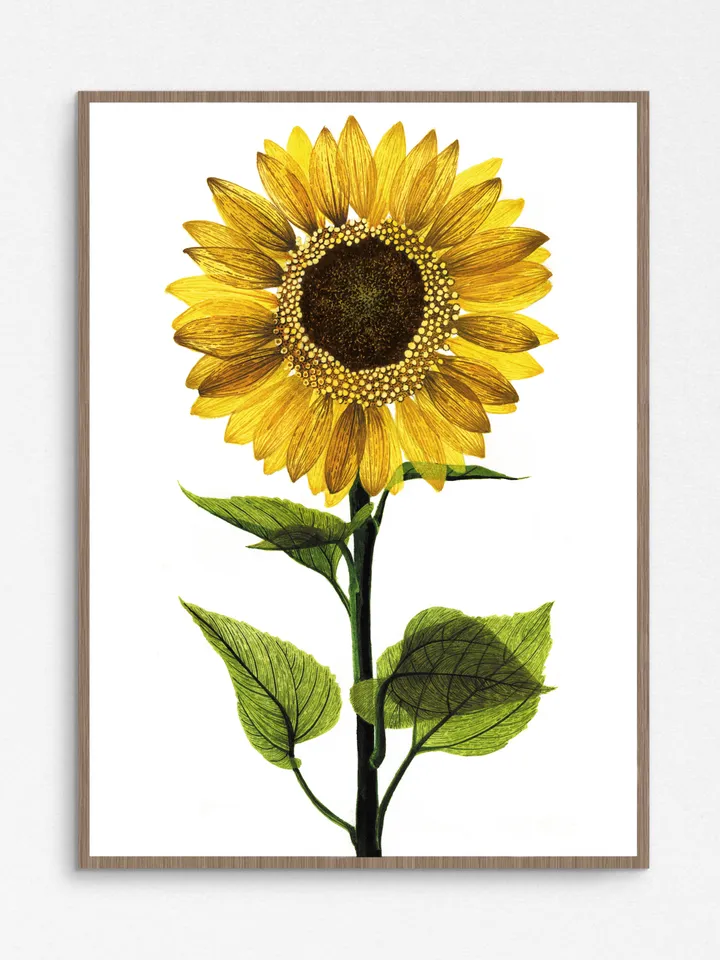 Watercolor poster SUNFLOWER (DIGITAL)