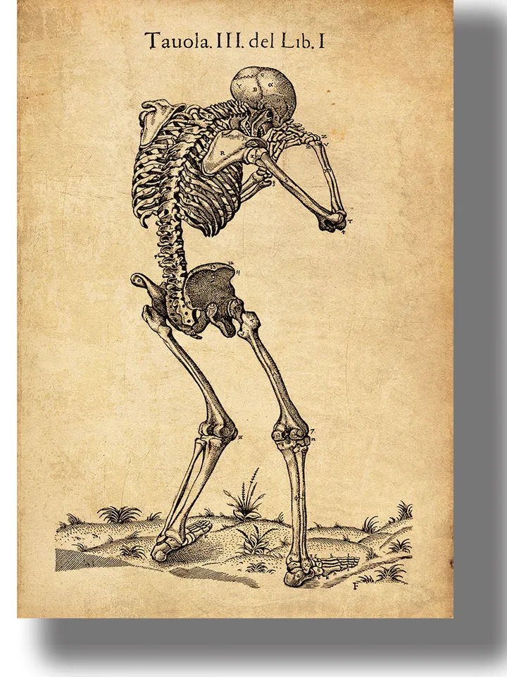 A crying skeleton. Illustration from a Renaissance anatomical atlas.