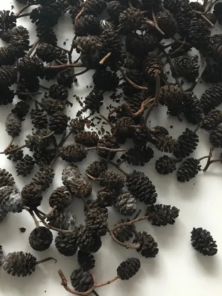 Alder cones 50 g