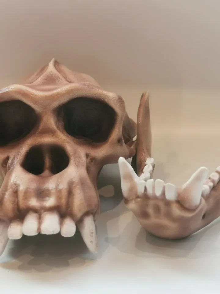 Chimpanzee Skull, Monkey Skull, Skull Replica, Museum Quality Anthropology Primate Model