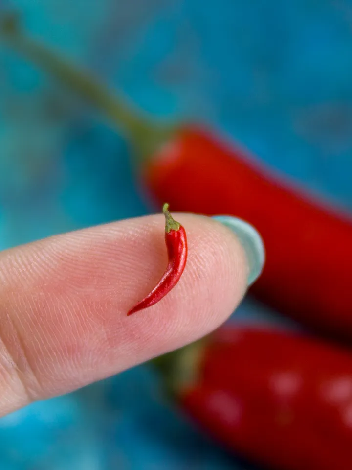 TUTORIAL miniature chili pepper with polymer clay