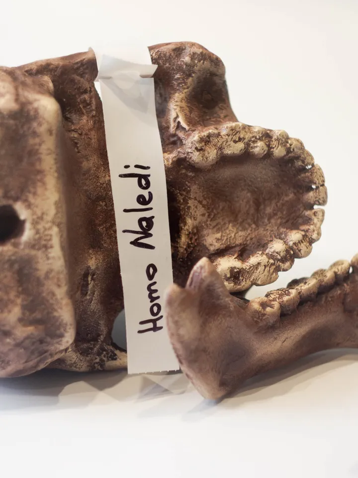 Homo Naledi Skull Replica Reconstruction, Prehistoric Fossil Collection, Realistic Hominid Skull, Museum Quality