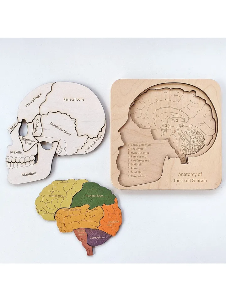 Wooden Puzzle Skull Brain structure puzzle Montessori Wooden puzzle Anatomy game science play