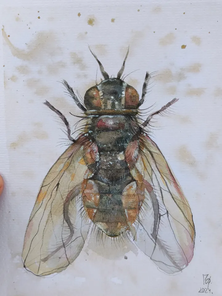 Watercolor. Brown Fly.