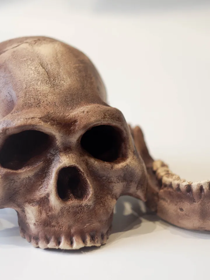 Homo Naledi Skull Replica Reconstruction, Prehistoric Fossil Collection, Realistic Hominid Skull, Museum Quality