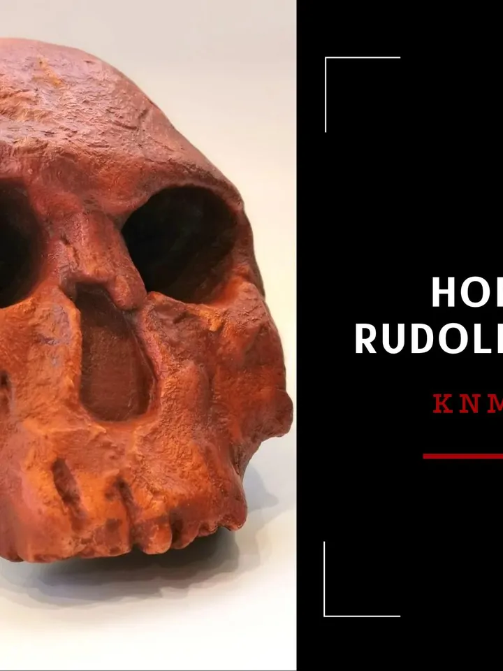 Homo Rudolfensis Skull Replica (KNM-ER), Prehistoric Fossil Collection, Realistic Hominid Skull
