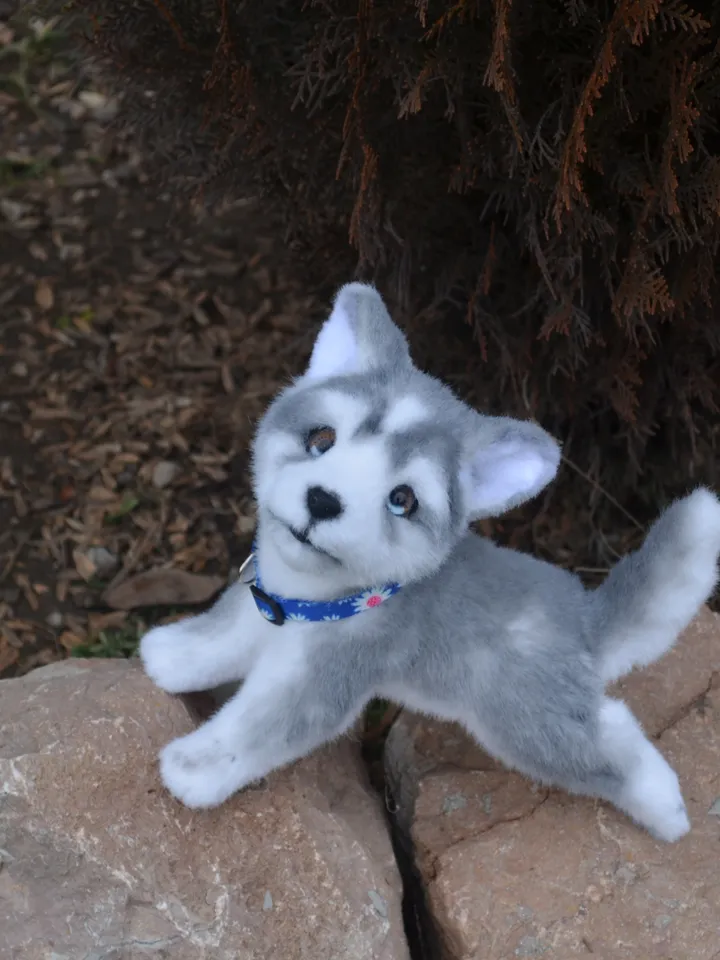 Husky puppy