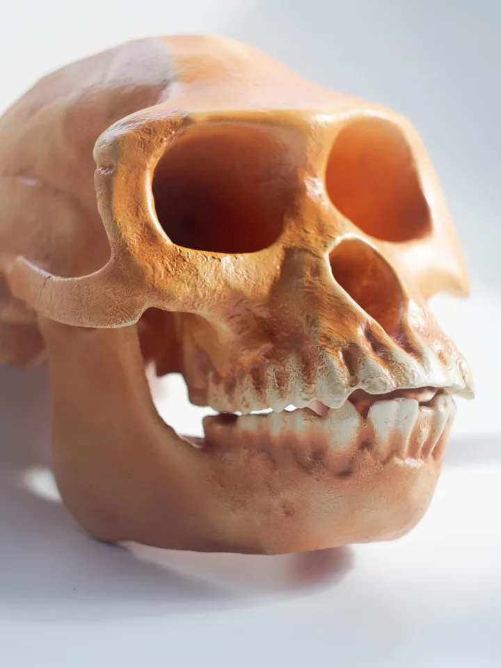Ardipithecus Ramidus Skull Replica, Prehistoric Fossil Collection, Realistic Hominid Skull, Ardipithecus Ramidus Skull BH-039