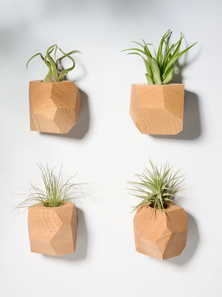 Set of 4 Beech Wood Geometric Air Plant Holder
