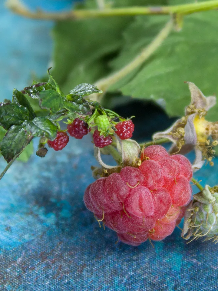 TUTORIAL Miniature raspberry with polymer clay and air dry clay