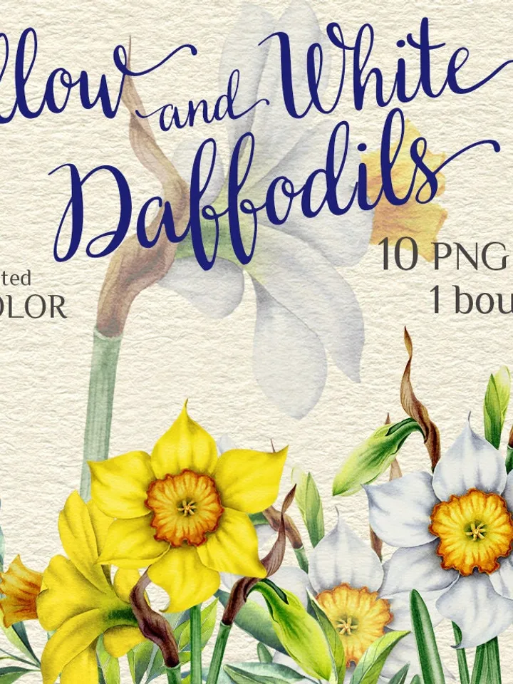 Daffodils narcissus flowers Watercolor hand-painted botanical illustrations Floral decoration DIY holiday wishes Scrapbooking Printable PNG