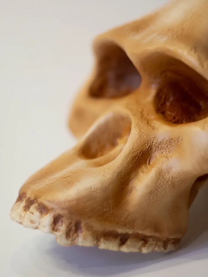 Australopithecus africanus Skull Replica, Prehistoric Fossil Collection, Realistic Hominid Skull, Museum Quality
