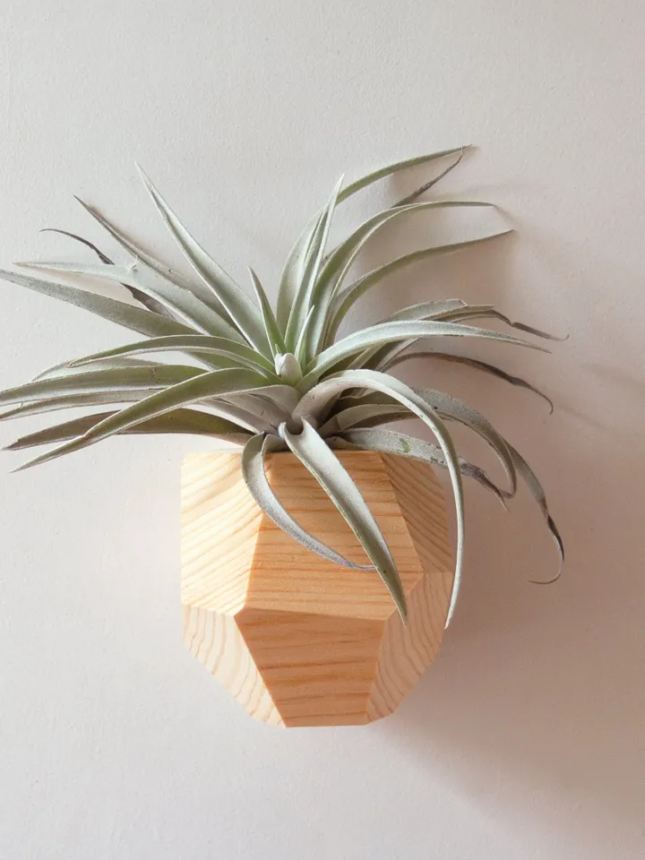 Set of 4 Hemlock Geometric Air Plant Holder