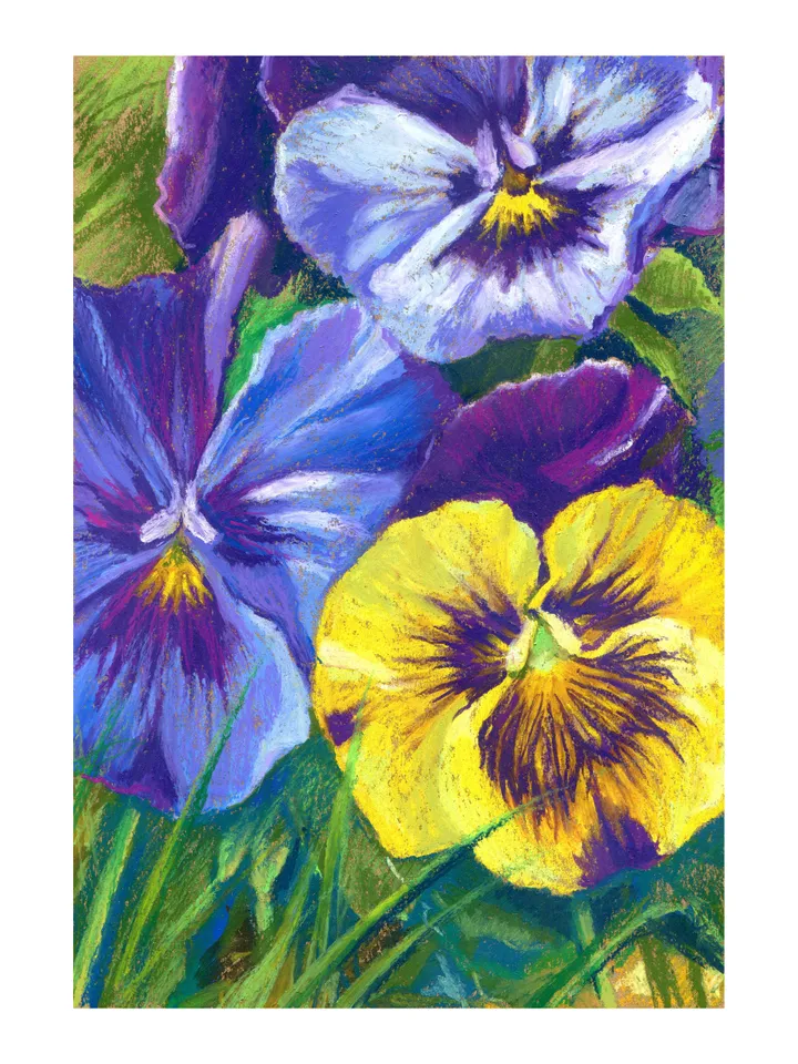 Drawing Viola yellow purple Garden variegated flowers Oil pastel on A4 kraft paper