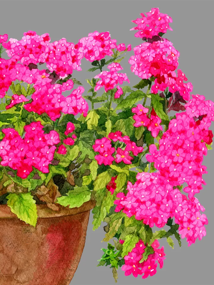 Watercolor botanical clipart, Bright pink flowers in a pot, 2 Digital files PNG and JPEG on transparent and white background, Flower clipart for garden design