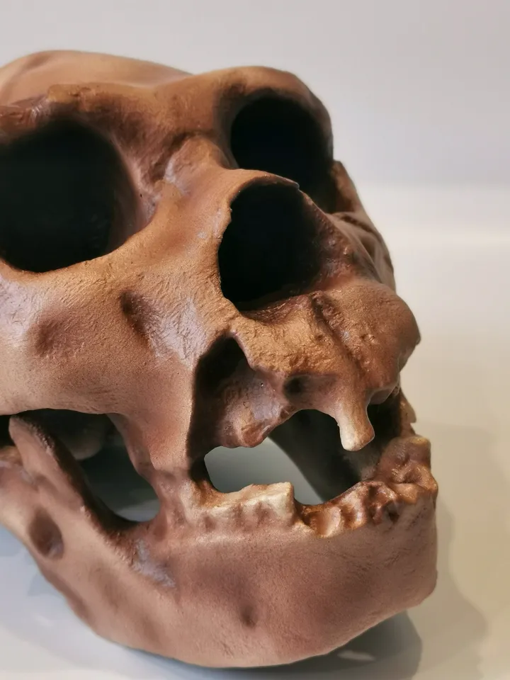 Homo Heidelbergensis Skull Replica, Prehistoric Fossil Collection, Realistic Hominid Skull, Museum Quality