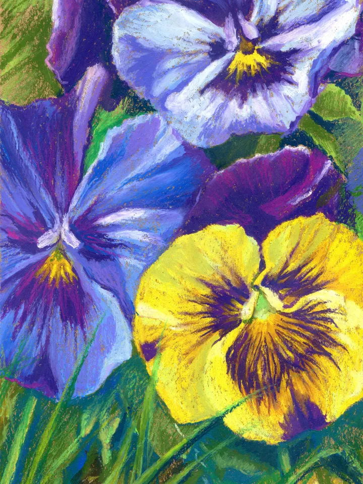 Drawing Viola yellow purple Garden variegated flowers Oil pastel on A4 kraft paper