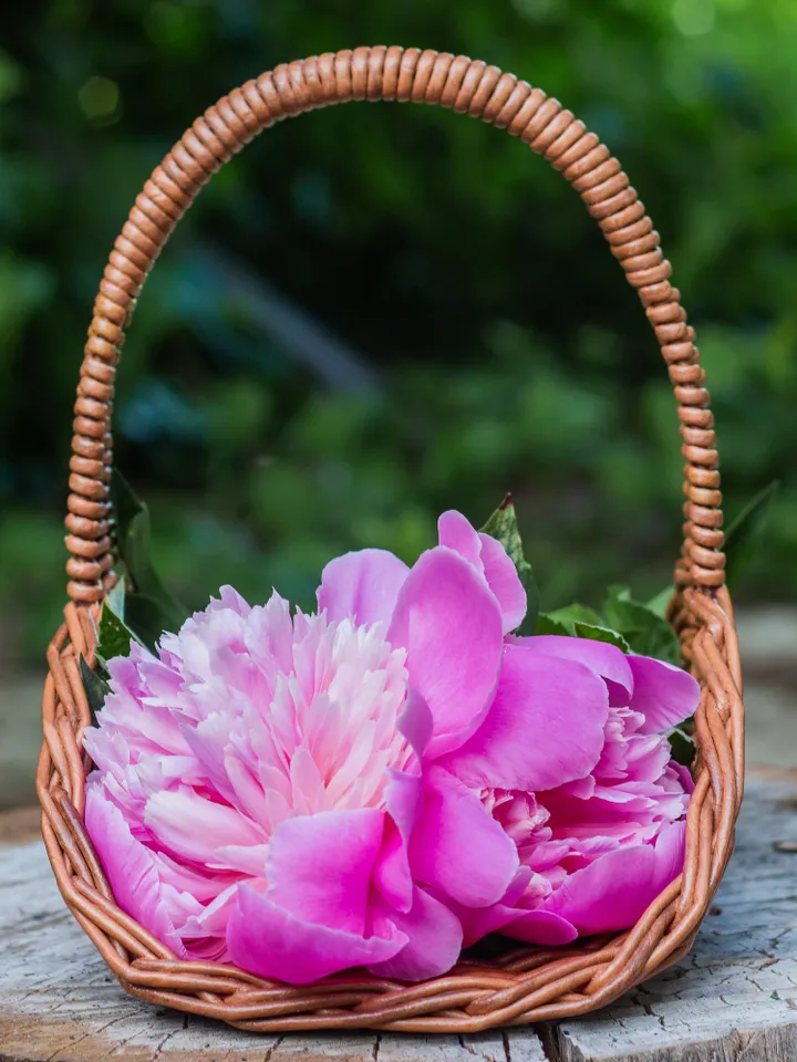 French wicker basket Small oval basket Wedding flowers basket Flat oval basket with handle