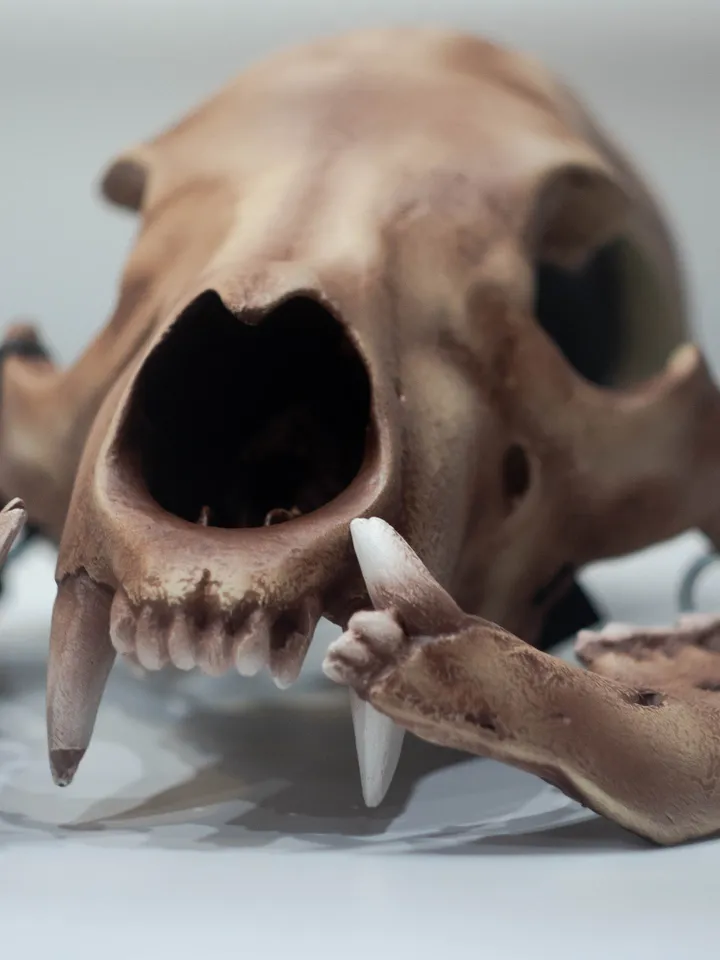 Bear Skull Helmet, Cosplay Bear head Mask, Animal Skull mask, realistic bear mask, tribal headpiece, Headpiece skull, DIY