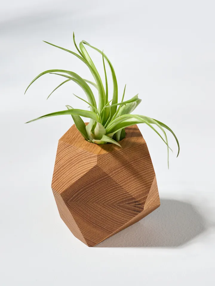 Elm Wood Air Plant Holder