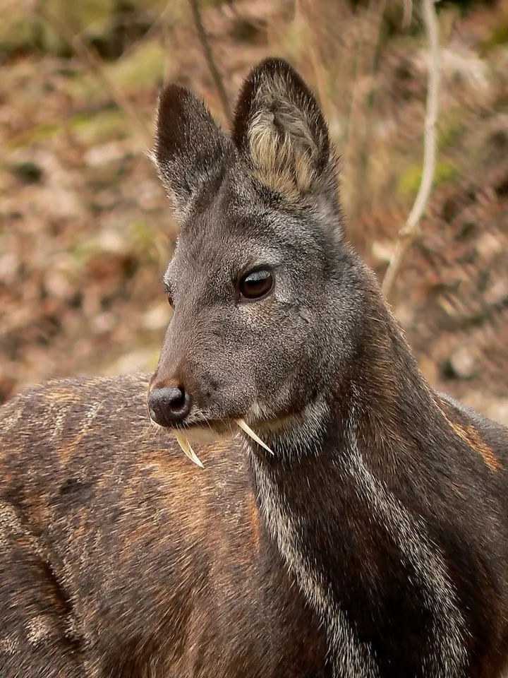 Musk musk deer (pure) 1 gram