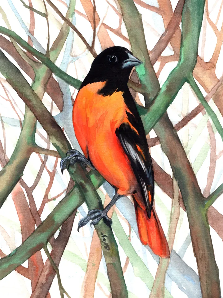 Baltimore Oriole Bird Watercolour, bird painting, wall decor, birds lover gift, 8x11 in handmade art by Anne Gorywine