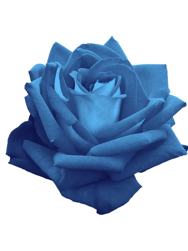 Blue rose. PSD file. PNG file. JPG file