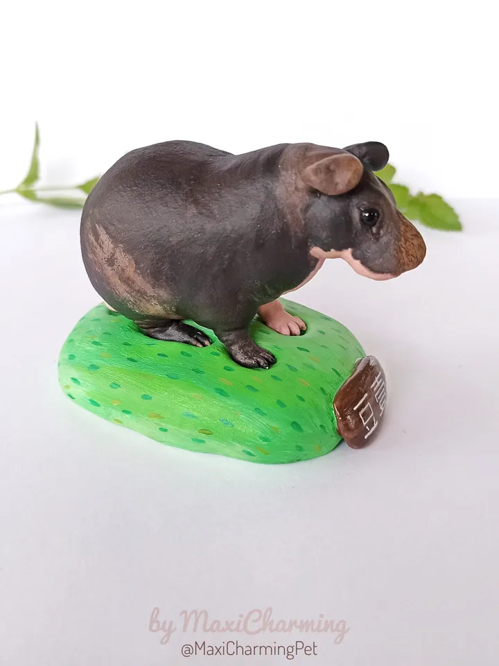 Custom Hairless skinny Guinea pig