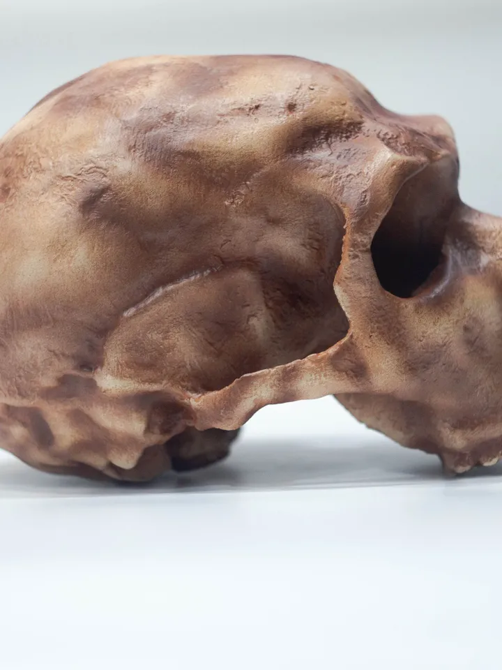 Homo Neanderthal La Ferrasie 1 Skull Replica, Prehistoric Fossil Collection, Realistic Hominid Skull, Museum Quality
