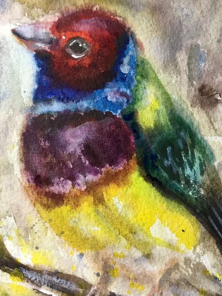 Bullfinch bird,colourful bird watercolor original painting,birds painting,small painting gift,kids room wall hanging,home decoration.