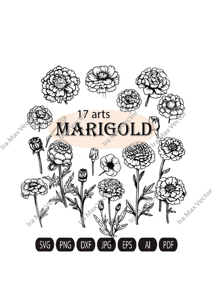 Marigold SVG Bundle, Marigold Flower svg, Marigold dxf, Marigold png, Marigold eps, Marigold vector, Marigold cut files, Marigold outline