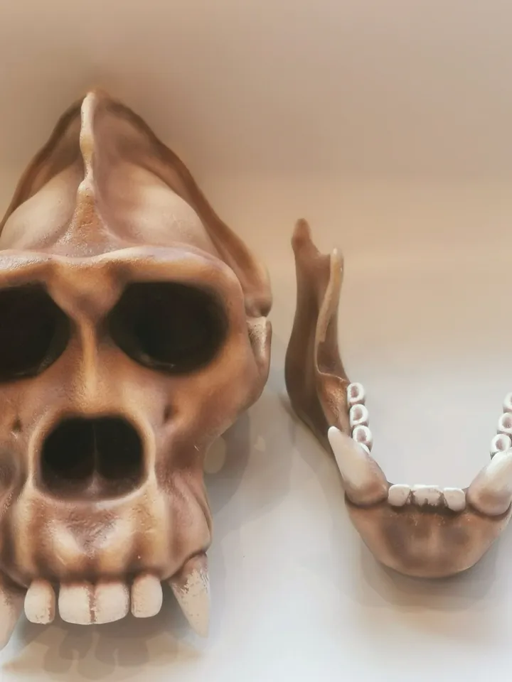 Gorilla Skull, Monkey Skull, Animal Skull Replica, Anthropology Primate Model