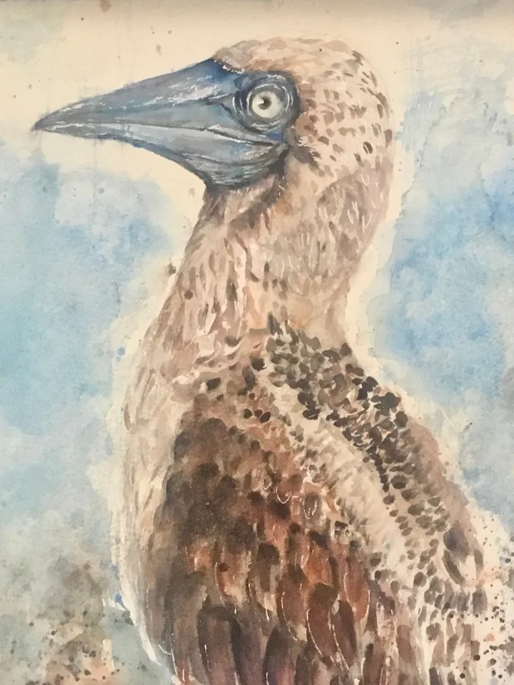 Blue footed booby original watercolour painting,exotic birds painting,birds wall decoration,interier design,unique handmade gifts.