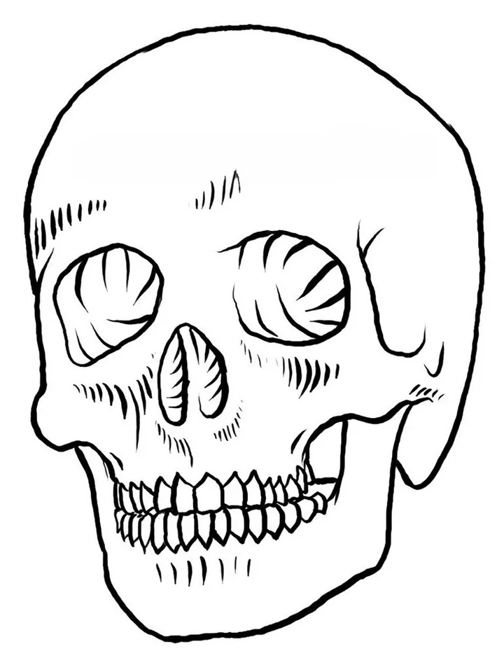 Matthew Amey - Reference Skulls