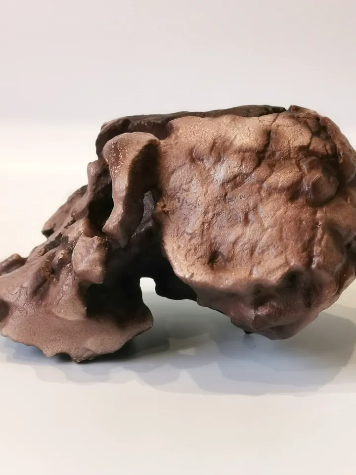 Kenyanthropus Platyops Skull Replica, Prehistoric Fossil Collection, Realistic Hominid Skull, Museum Quality