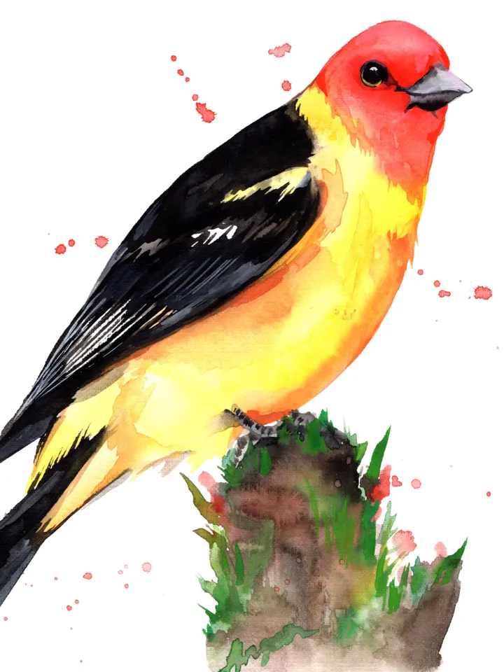 Tanager Bird Watercolour, bird painting, wall decor, birds lover gift, 8x11 in handmade art by Anne Gorywine