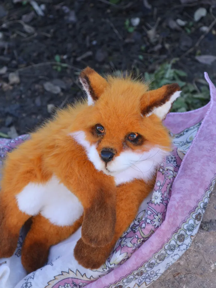 Little fox.