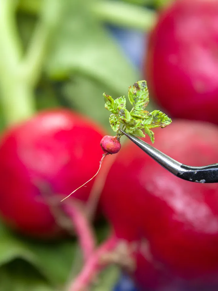 TUTORIAL Miniature radish with polymer clay