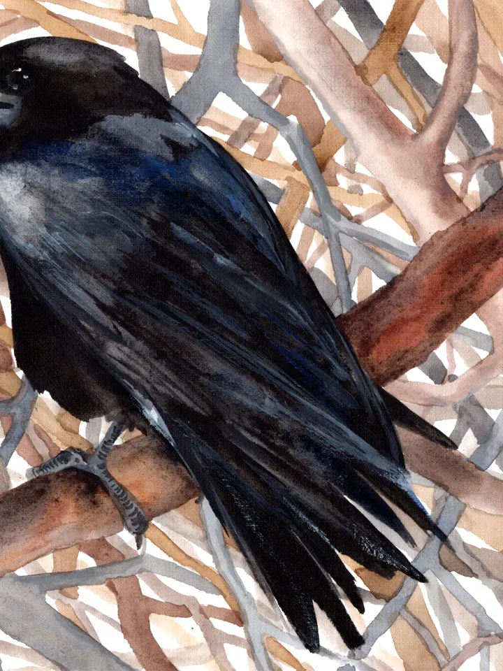 Raven Original watercolor, bird painting, wall decor, 8x11 in crow art by Anne Gorywine