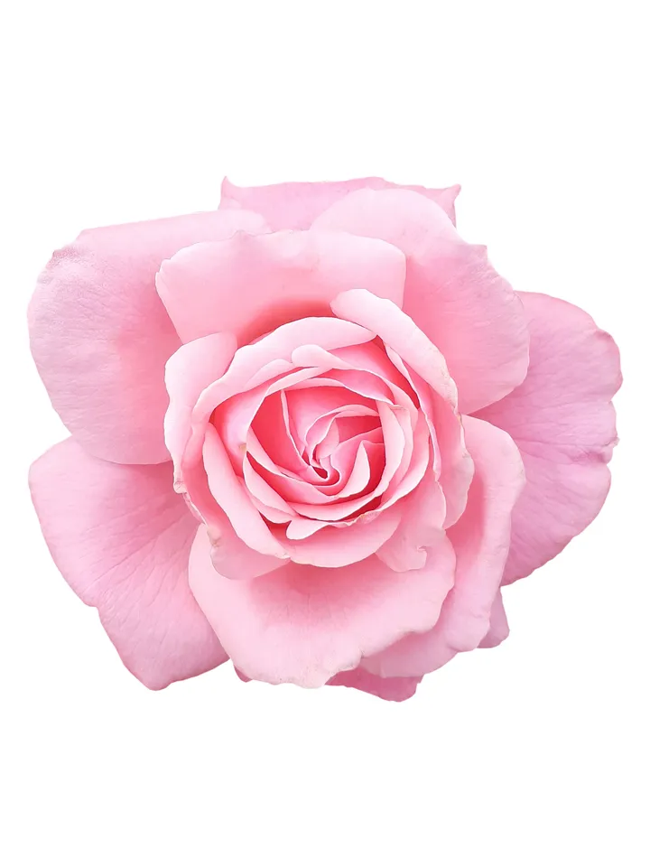 Gorgeous pink rose. PSD image for printing. PSD file, PNG file, JPG file