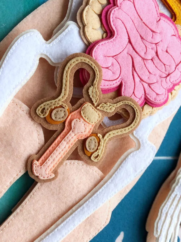 Anatomy board, FULL SET (skeleton and organs),Extra Large Human Anatomy, Medical Human body, Montessori science play set