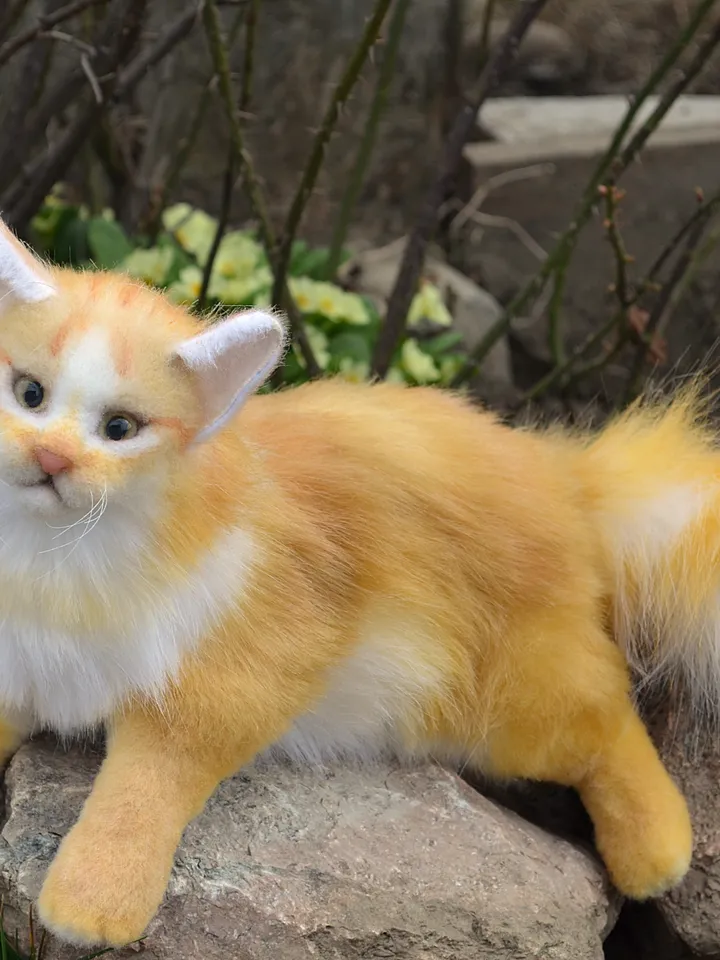 Cat Orange.
