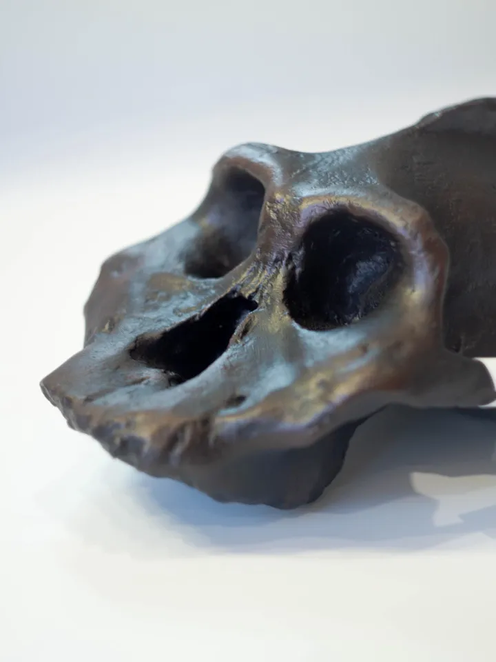 Paranthropus Aethiopicus Skull Replica, Prehistoric Fossil Collection, Realistic Hominid Skull, Museum Quality
