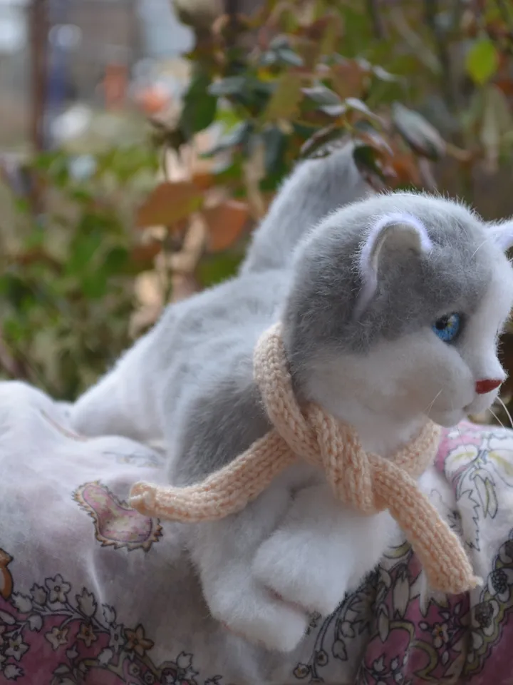 Kitten Marie