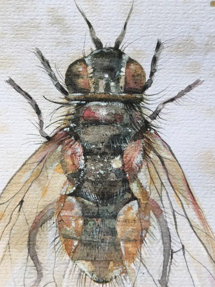 Watercolor. Brown Fly.